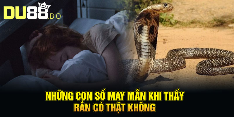 Mơ Thấy Rắn - Giải Mã Bí Ẩn Về Điềm Báo Sắp Diễn Ra 3 Những con số may mắn khi thấy rắn có thật không