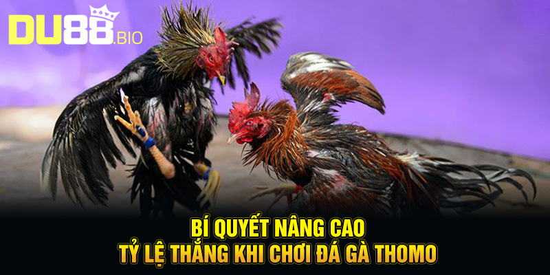 Cách Chơi Đá Gà Thomo – Mẹo Hay Từ Kinh Nghiệm Thực Chiến 5 Bí quyết nâng cao tỷ lệ thắng khi chơi đá gà Thomo