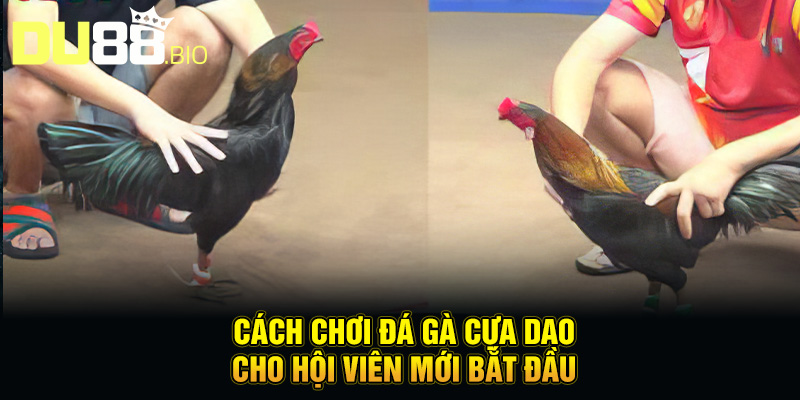 Cách chơi đá gà cựa dao cho hội viên mới bắt đầu