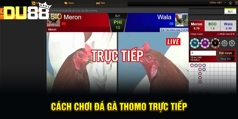 Cách Chơi Đá Gà Thomo – Mẹo Hay Từ Kinh Nghiệm Thực Chiến 4 Cách chơi đá gà Thomo trực tiếp