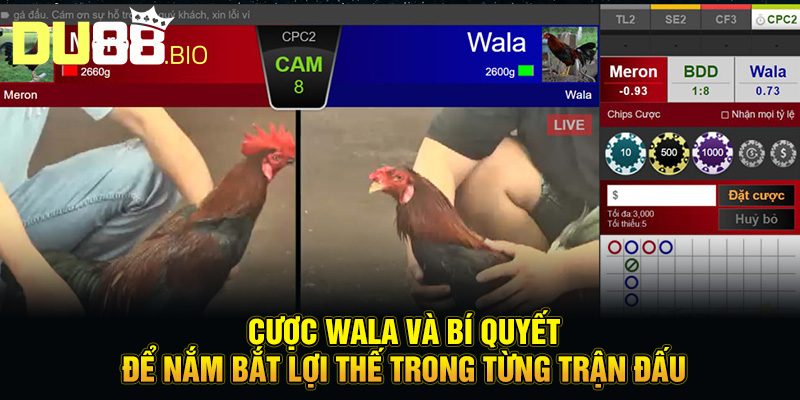 Đá Gà Trực Tuyến Là Gì - Đấu Trường Nảy Lửa Cho Dân Chuyên 5 Cược wala và bí quyết để nắm bắt lợi thế trong từng trận đấu