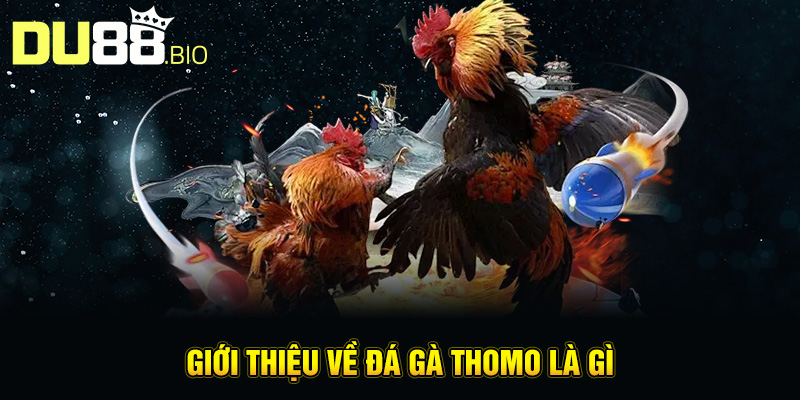 Cách Chơi Đá Gà Thomo – Mẹo Hay Từ Kinh Nghiệm Thực Chiến 2 Giới thiệu về đá gà Thomo là gì