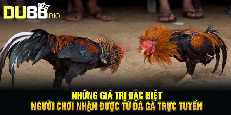 Đá Gà Trực Tuyến Là Gì - Đấu Trường Nảy Lửa Cho Dân Chuyên 3 Những giá trị đặc biệt người chơi nhận được từ đá gà trực tuyến