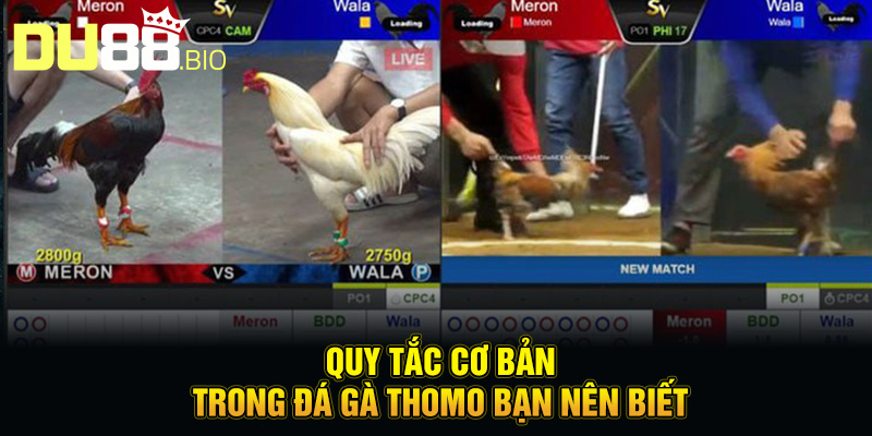 Cách Chơi Đá Gà Thomo – Mẹo Hay Từ Kinh Nghiệm Thực Chiến 3 Quy tắc cơ bản trong đá gà Thomo bạn nên biết